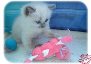 Femelle bleu point mitted - Chatterie Ragdolls du Val de Beauvoir